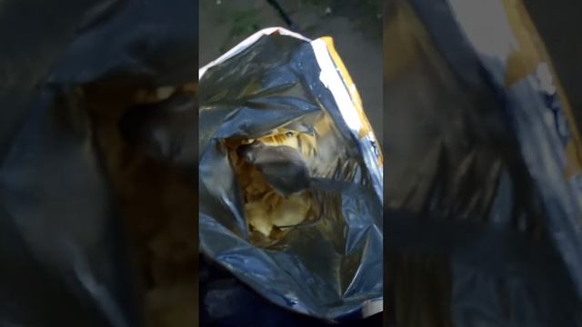 Мыши захотели чипсов, случай на рыбалке #рыбалка #звери #мышь смотреть онлайн