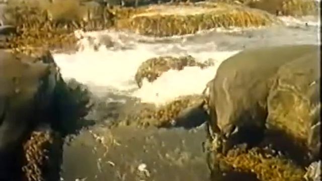 Альгология  'ВОДОРОСЛИ'   Algologia 'ALGAE'