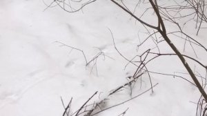 След куницы.