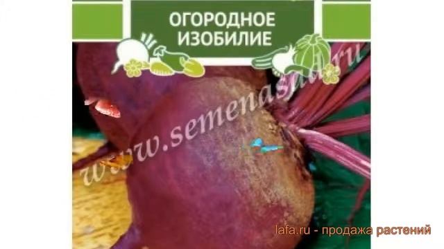 Свекла столовый Багряный шар (bagryanyy shar) ? обзор: как сажать, семена свеклы Багряный шар смотреть онлайн