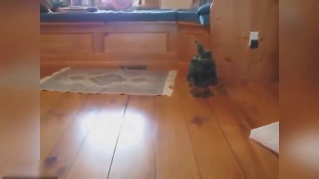 Испуганные коты и кошки. DAV ))) Лучшая подборка 2015. Смотреть до конца. (Frightened cats) смотреть онлайн