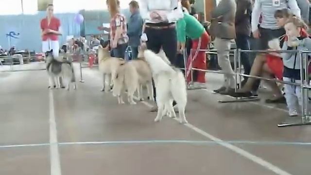 Моно СЕС ринг - сук юниорок (18.04.2015 Краснодар)