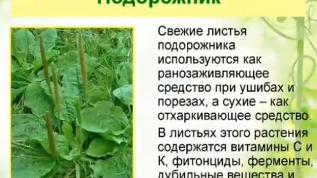Экскурсия в мир лекарственных трав "Зелёная аптека для семьи" Городская библиотека смотреть онлайн