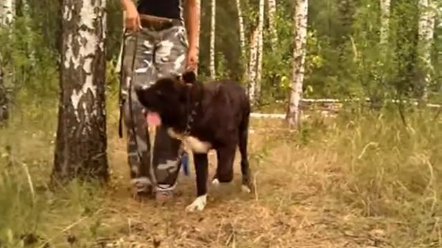 medelyan mastiff 6-month (6 месяцев) смотреть онлайн