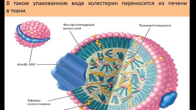 Нагиев Э.Р. Обмен липидов Лекция 2 смотреть онлайн