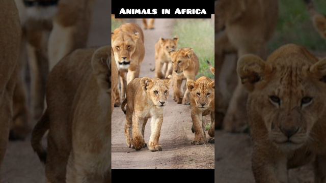 Animals in Africa #viral #youtube #amazing #best #2023 #best #animals #top #nature #natural #trend смотреть онлайн