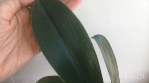 Желтеет лист орхидеи по краям. Чего не хватает орхидеи и как лечить