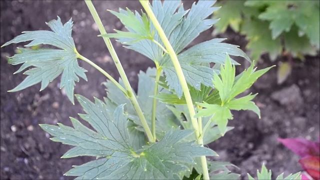 Дельфиниум голубой смотреть онлайн