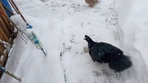 Основные условия для зимнего содержания индоуток.