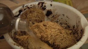 Венерина мухоловка (DIONEA) из семян. Как вырастить хищное растение.