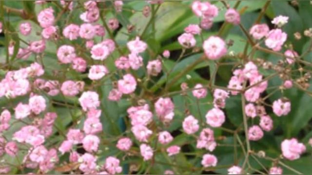 MOSQUITINHO (Gypsophila paniculata), CR PLANTAS смотреть онлайн