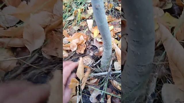 по грибы Вешенки, Валуи