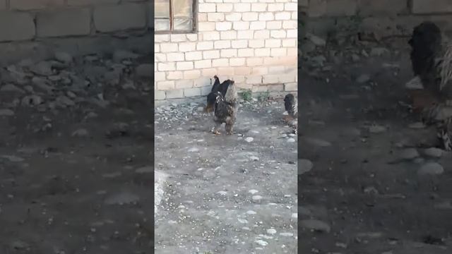 Брамма Талдыкурган Еркин смотреть онлайн