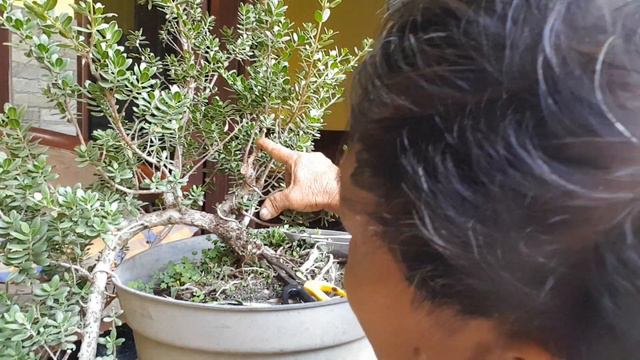 cara bikin bonsai cascade yg benar seperti di alam.. смотреть онлайн