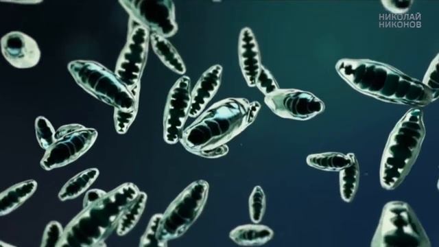 Muscular dystrophy - recovery. Duchenne, Becker, Erb-Roth and forms others смотреть онлайн