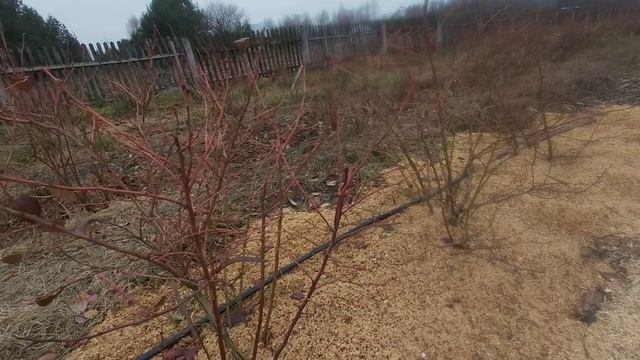 Эксперимент с посадкой голубики ! ( садим в опилки !) смотреть онлайн