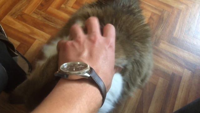 Сибирский кот Потап. Всяко удобнее смотреть онлайн