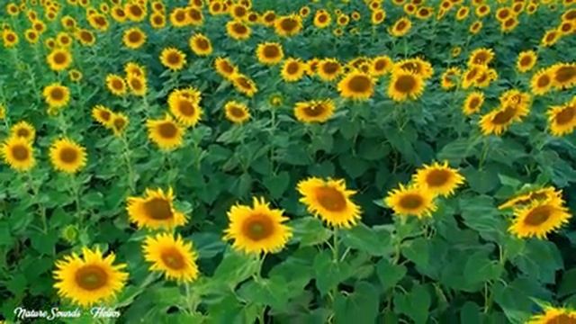 Yспокаивающая музыка для нервов ? лечебная музыка для сердца и сосудов, релакс, музыка для души смотреть онлайн