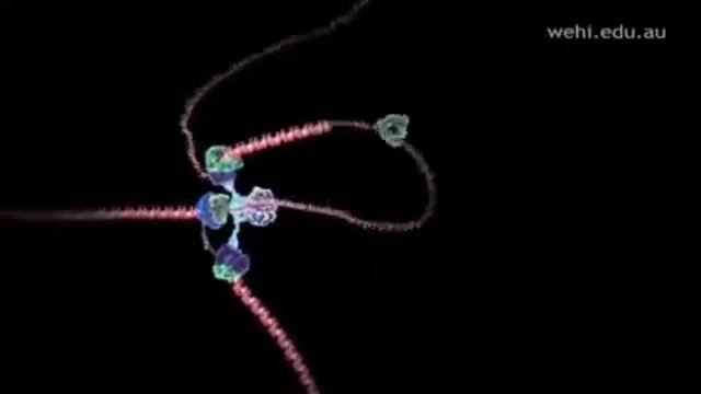 Механизм репликации ДНК смотреть онлайн