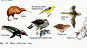 БИОЛОГИЯ, 5 - 6 КЛАСС, ПАСЕЧНИК, ПАРАГРАФ 21, ПОЗВОНОЧНЫЕ ЖИВОТНЫЕ, АУДИОКНИГИ СЛУШАТЬ ГДЗ, УЧЕБНИК