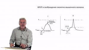 Евсеев А.В. Нормальная физиология. Лекция №8. Нервно-мышечный синапс.Сокращение скелетной мышцы.2023