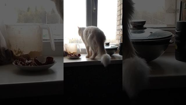 Слежу за котом, куда же он пойдёт в этот раз? смотреть онлайн