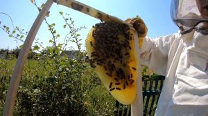 Ловля роев. Проверяем 10 ловушек, стояли 2 месяца.