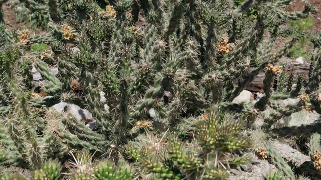 Amazing Hardy Cactus Garden in Canada! смотреть онлайн
