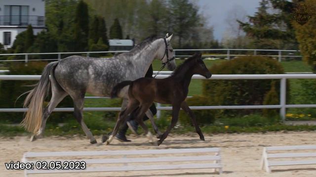 Colt born 14.03.2023 by Pr.H. Bingo Boy - Cornet Obolensky смотреть онлайн