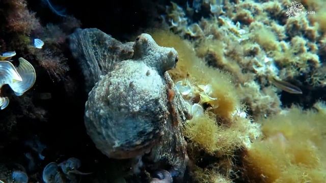 Mallorca Diving смотреть онлайн