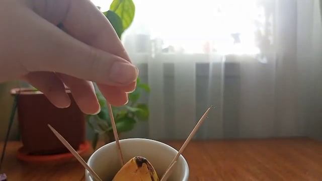 Мой мир растений ? смотреть онлайн