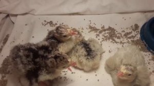 Вывод индюшат.Северокавказская бронза.Смесь пород