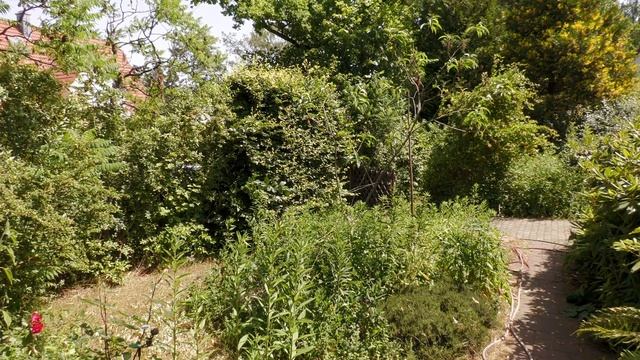 Panasonic HC-X2000E - Erster Test mit Blumen im Garten, ZoomOut von 600 mm auf 25 mm смотреть онлайн