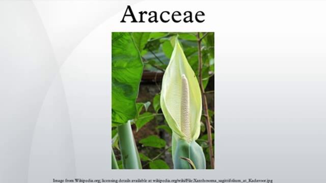 Araceae смотреть онлайн