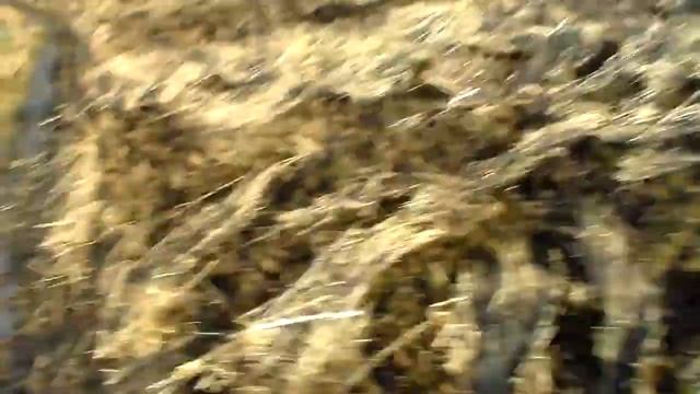 Как и когда собирать Березовый сок (2021 начало сбора) смотреть онлайн