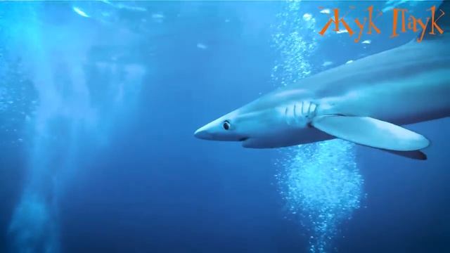 10 САМЫХ БЫСТРЫХ РЫБ НА ЗЕМЛЕ смотреть онлайн