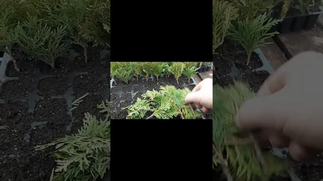 Черенкование туи Даника. смотреть онлайн