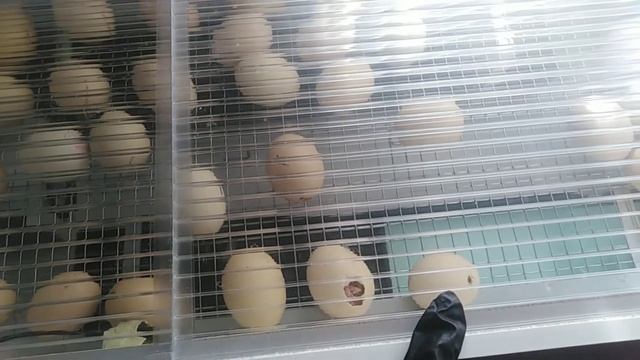 Инкубирование яйца бройлера от А до Я в Блиц - Матрица Рио (выводной инкубатор) смотреть онлайн