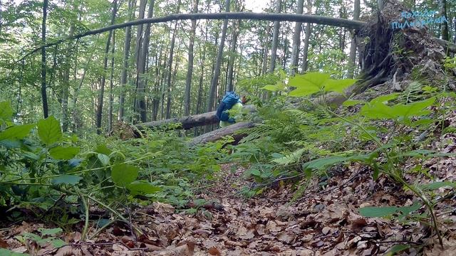 ☀️ КАРПАТЫ. 2/2 смотреть онлайн