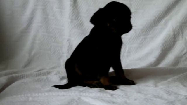 девочка пти брабансон маленькая