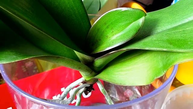 у Орхидеи в воде разрослись сильно корни  The Orchids In The Water Have Grown Strongly Roots.mp4