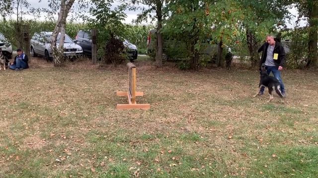 ВЕО щенок 27 недель Grazia Aria von Olymp смотреть онлайн