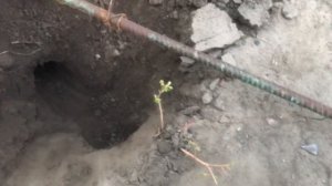 Как поймать крота с помощью шомпура и крючков. Эффективный способ. Определяем где нора (ход) крота