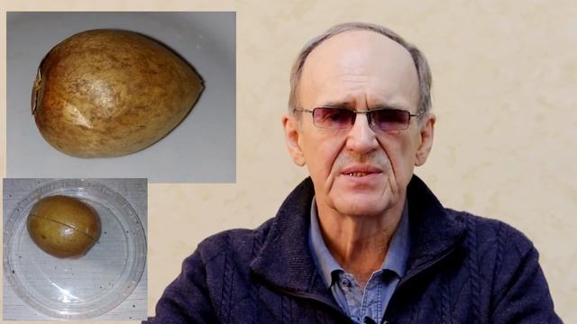 Авокадо. Очень полезный овощ (или фрукт?) А косточка, оказывается, съедобна смотреть онлайн