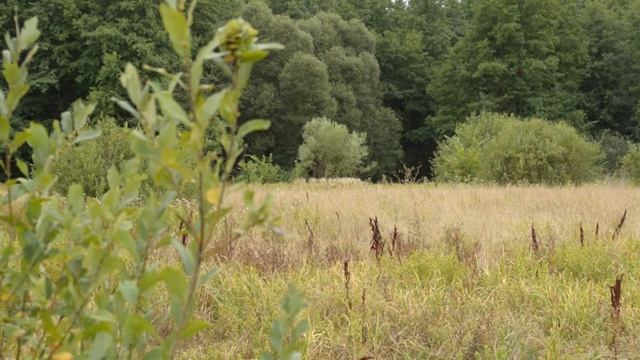 Вечерний поход 15.08.2019г. Нашел череп косули с рогами. смотреть онлайн