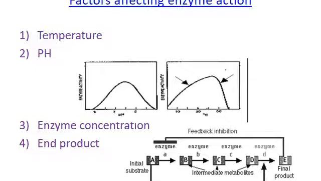 enzymes lecture смотреть онлайн