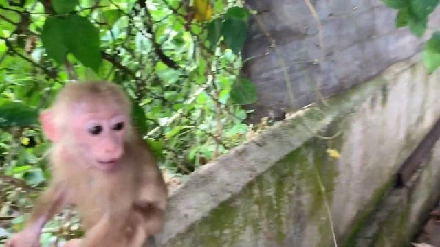 Baby monkey and "chòi mòi" fruit. смотреть онлайн