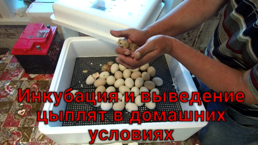 Поработал над ошибками и вывод получился 86% Вылупление цыплят в инкубаторе в этот раз порадовало.