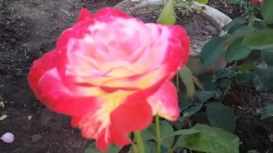 Дабл Дилайт второе цветение чайно-гибридной розы