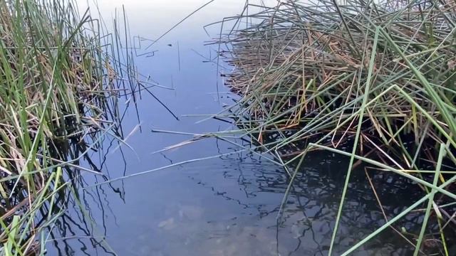 Озеро Otay смотреть онлайн